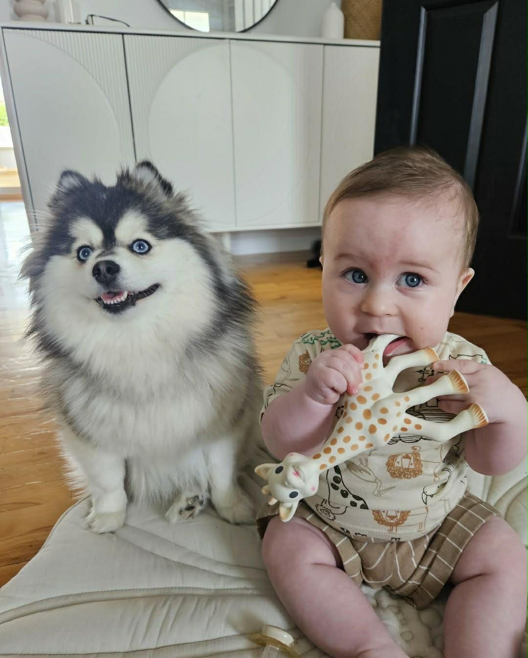 Photo Pomsky